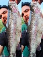 Himalayan Rainbow Trout Fish from India